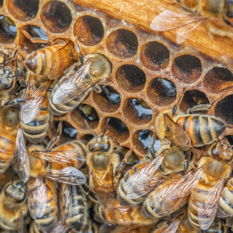 Sweet Harvest Foods Accepting Applications for Second Annual Nate’s Hives Research Grant Program