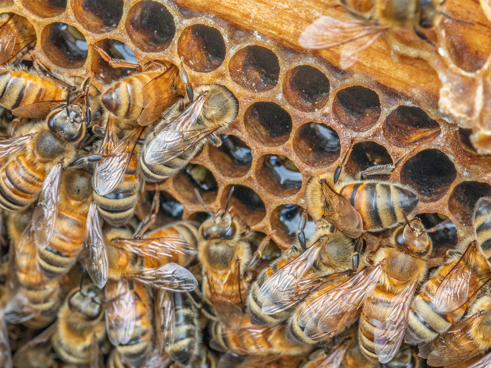 Close-up of honey bees working on a honeycomb, with several bees clustered around open wax cells filled with honey.