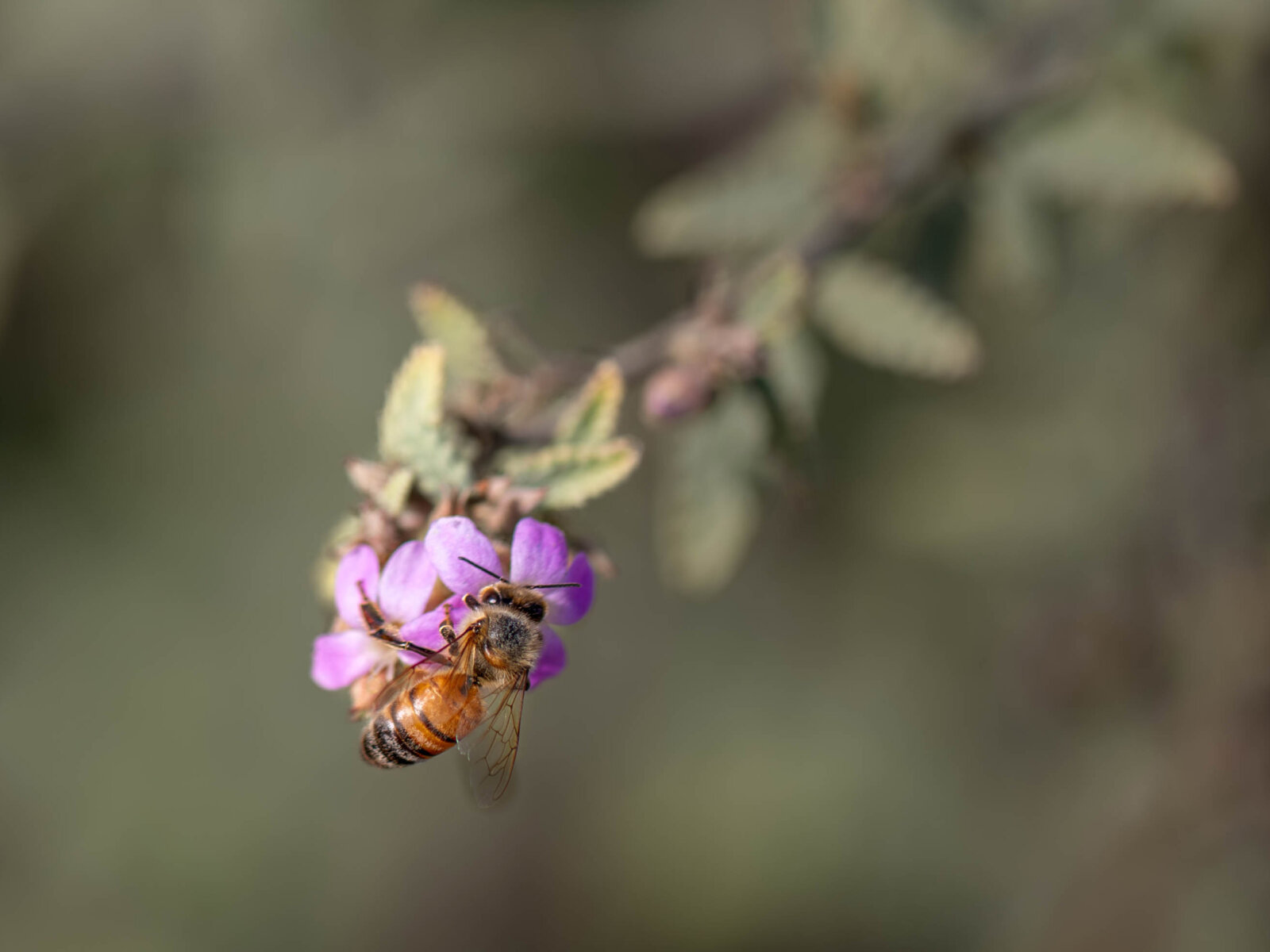 Honey bee on purple flower.