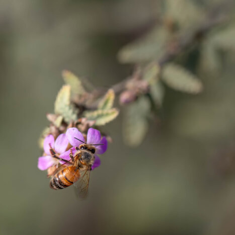 Nate’s Hives Joins 2025 Almond Conference in Mission to Advance Honey Bee Health and Sustainable Agriculture