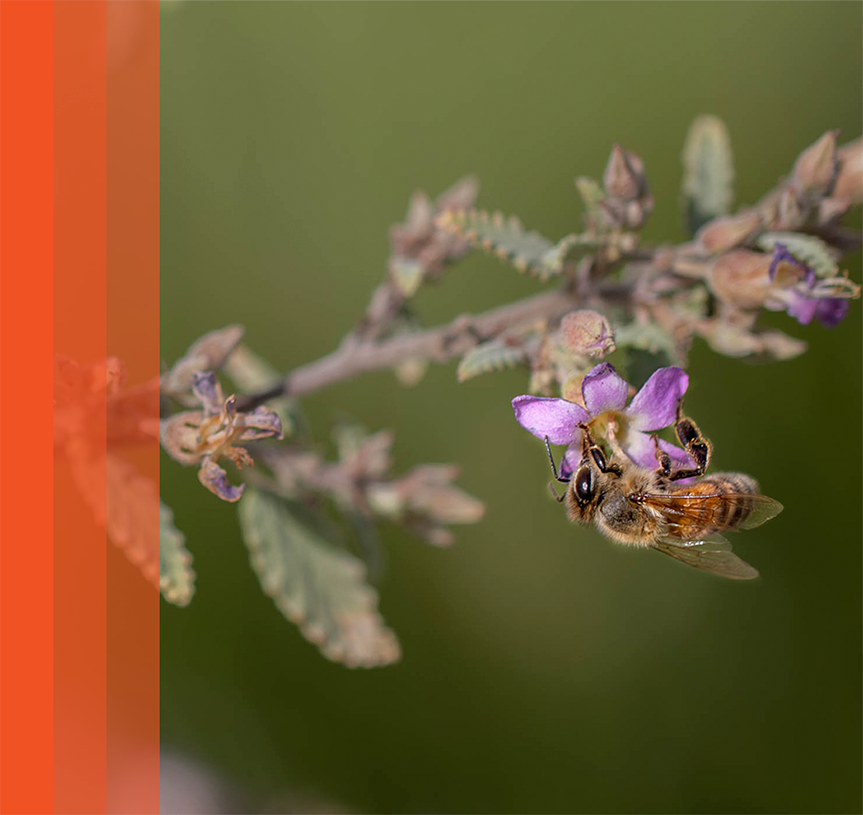 Honey bee on purple flower with orange bars on left.