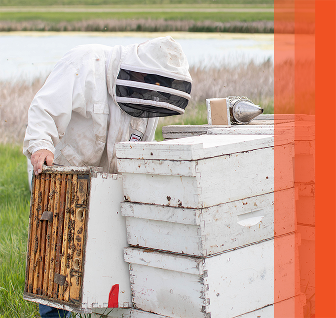 Beekeeper inspecting a honey bee hive in a grassy field.