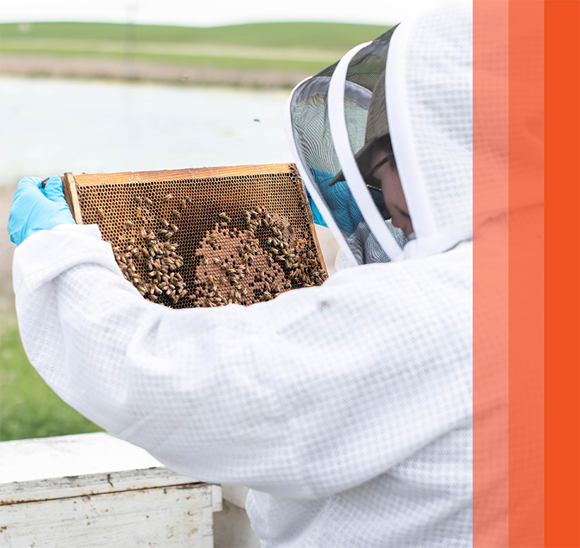Beekeeper inspecting a honey bee frame