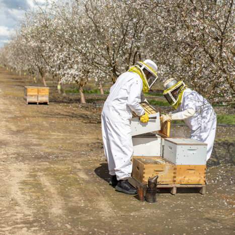 What Loud Honey Bees Taught Me about Almond Pollination