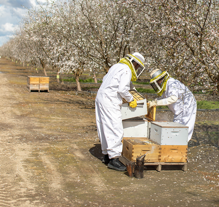 Beekeepers inspecting a honeycomb frame from a hive in a blooming almond orchard.