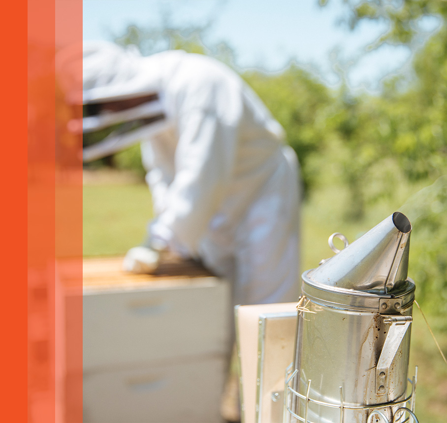 A beekeeper in protective gear carefully inspects a beehive