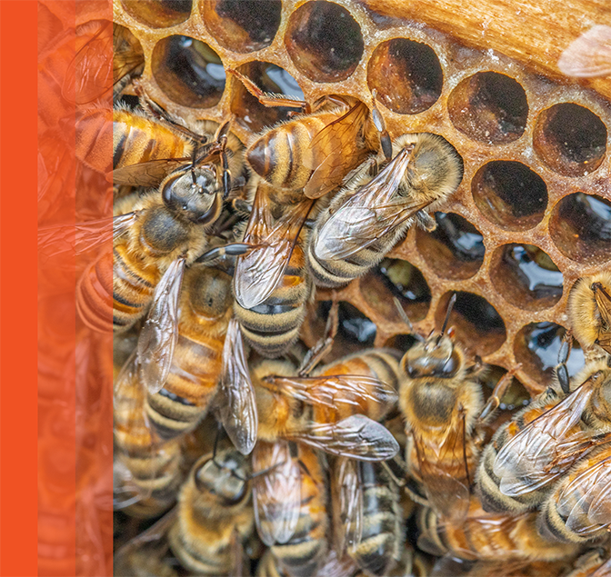 Honey bees clustered on honeycomb inside an active hive.