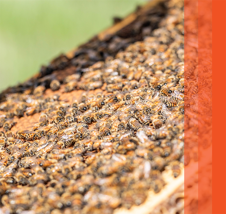 Beekeeper inspecting a honey bee hive in a grassy field with orange bars on the right.