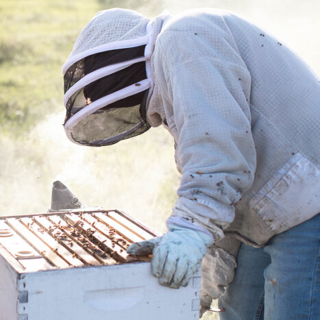 How Bees Get Their Z’s