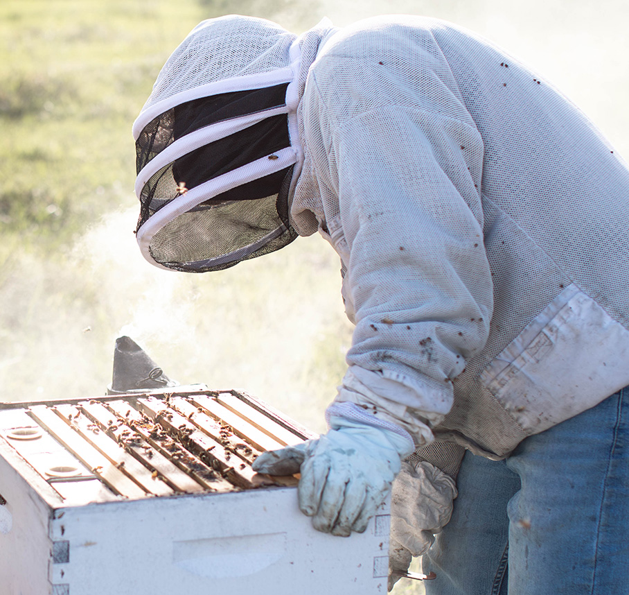Beekeeper tending to bee hive.