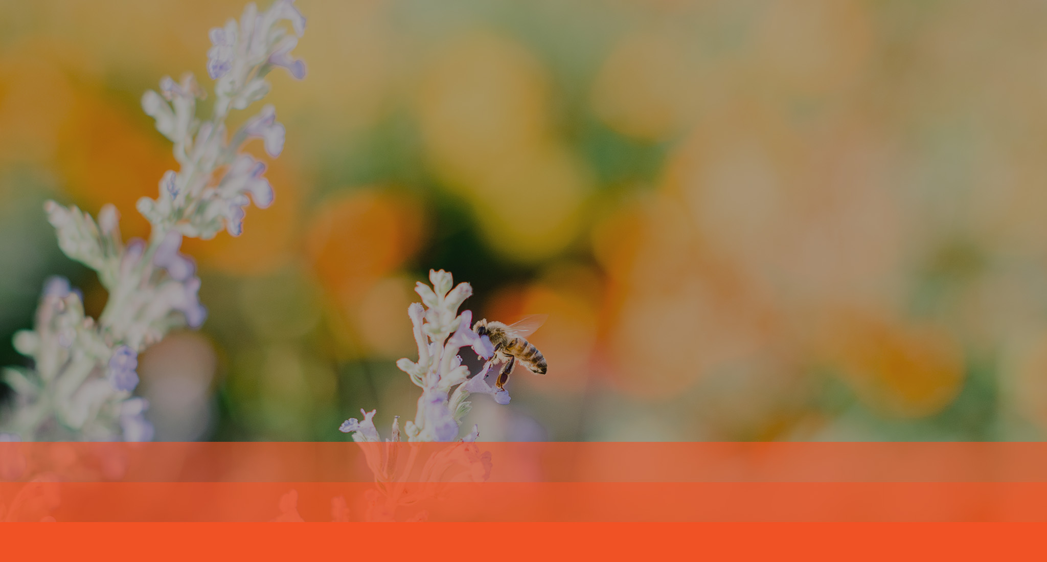 Bee pollinating flower with orange bars below.