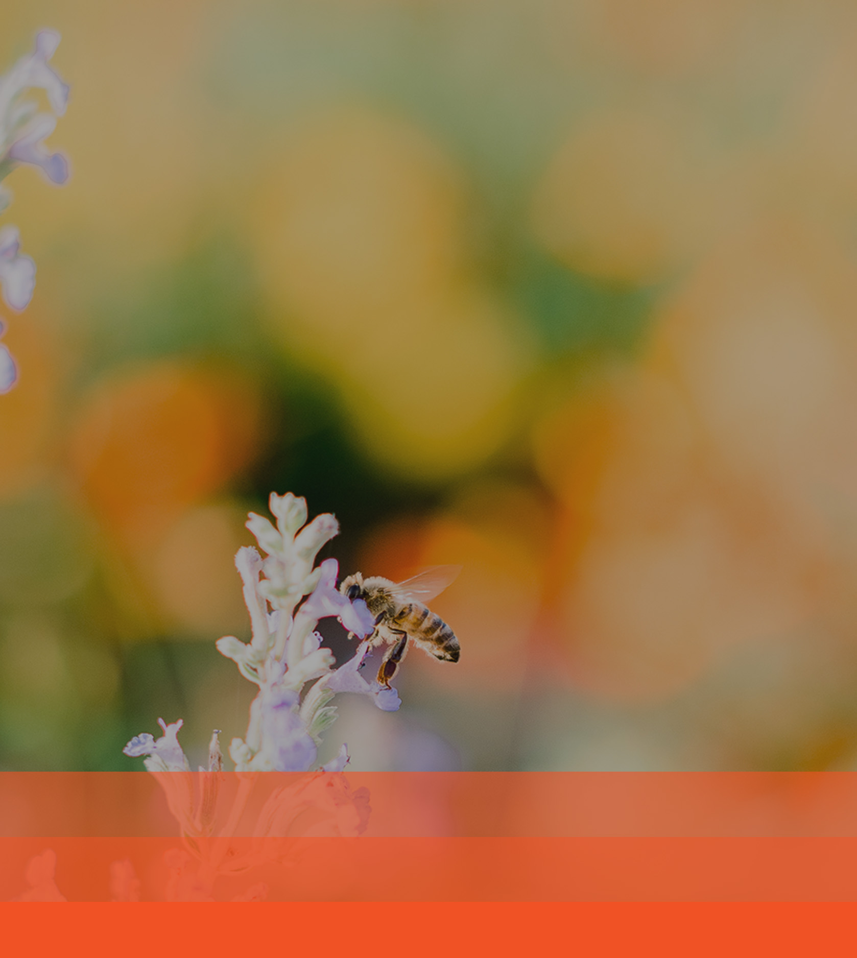 Bee pollinating flower with orange bars below.