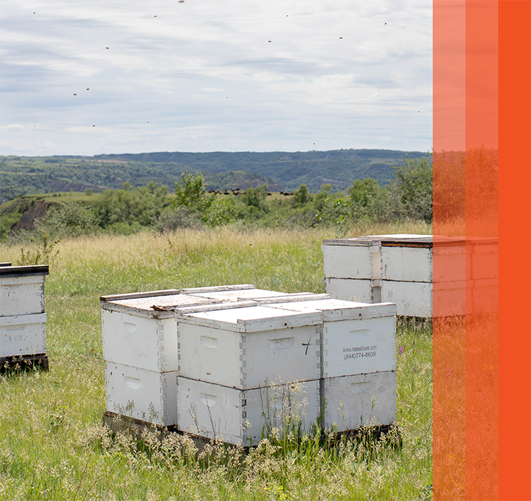Beehives placed across a flowering grassland apiary with orange bars on the right.