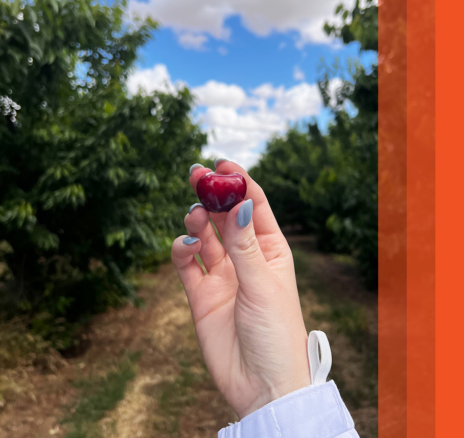 Hand holding cheery in cherry orchard.