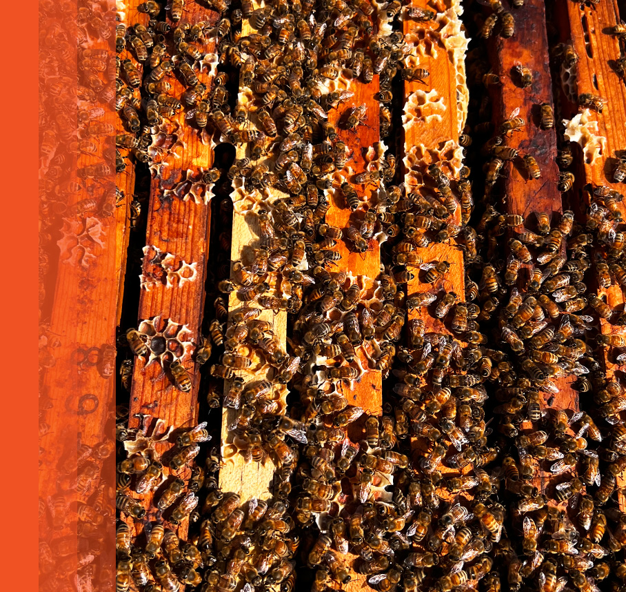 Close-up view of honeybees clustered on wooden hive frames with honeycomb cells.