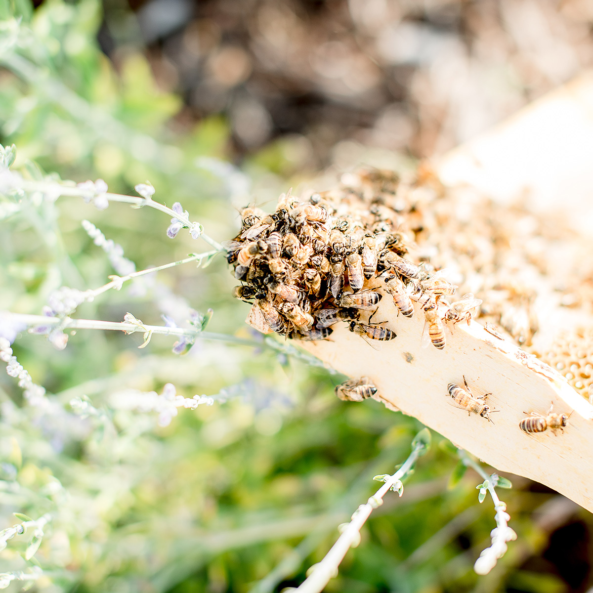 Bees working on hive box.