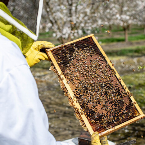 How Deformed Wing Virus Is Threatening Honey Bee Health