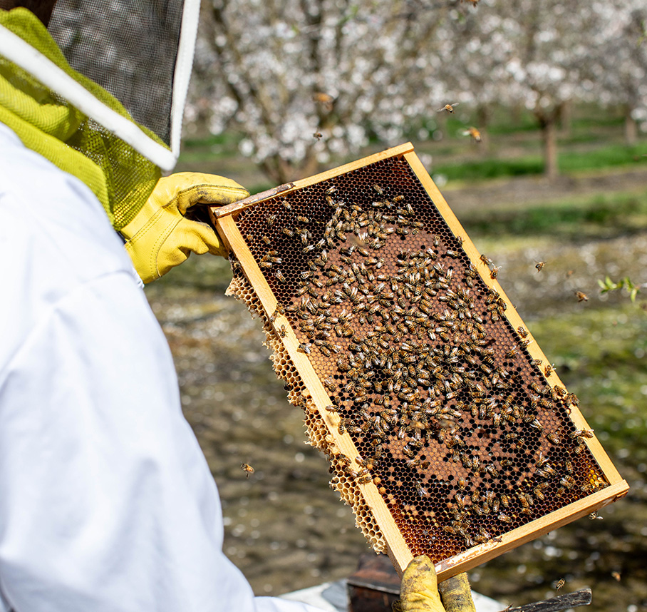 Beekeeper holding a honeycomb frame covered with honey bees during a hive inspection in an orchard.