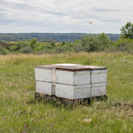 Why the Dakotas Lead the Nation in Honey Production
