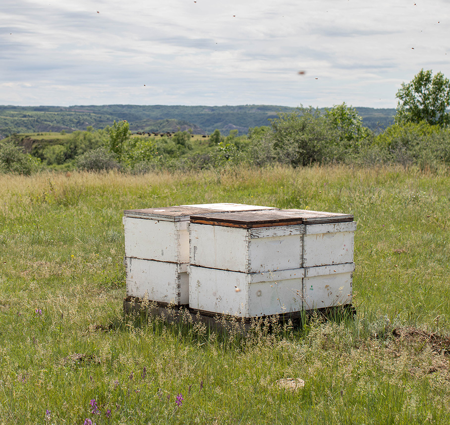 White beehive boxes in a grassy prairie landscape.