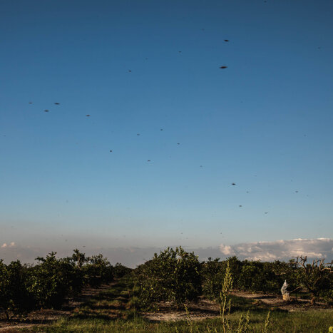 Are Drones the Most Overlooked Bee in the Colony?