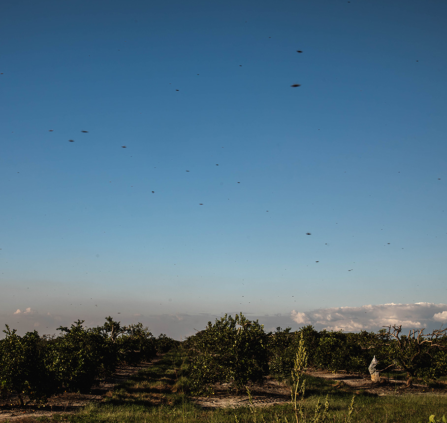 Night sky with bees flying through the frame.
