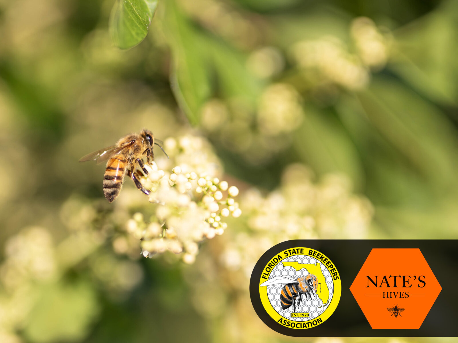 Bee pollinating flower with Florida Keepers Association and Nate's Hives logo at bottom right corner