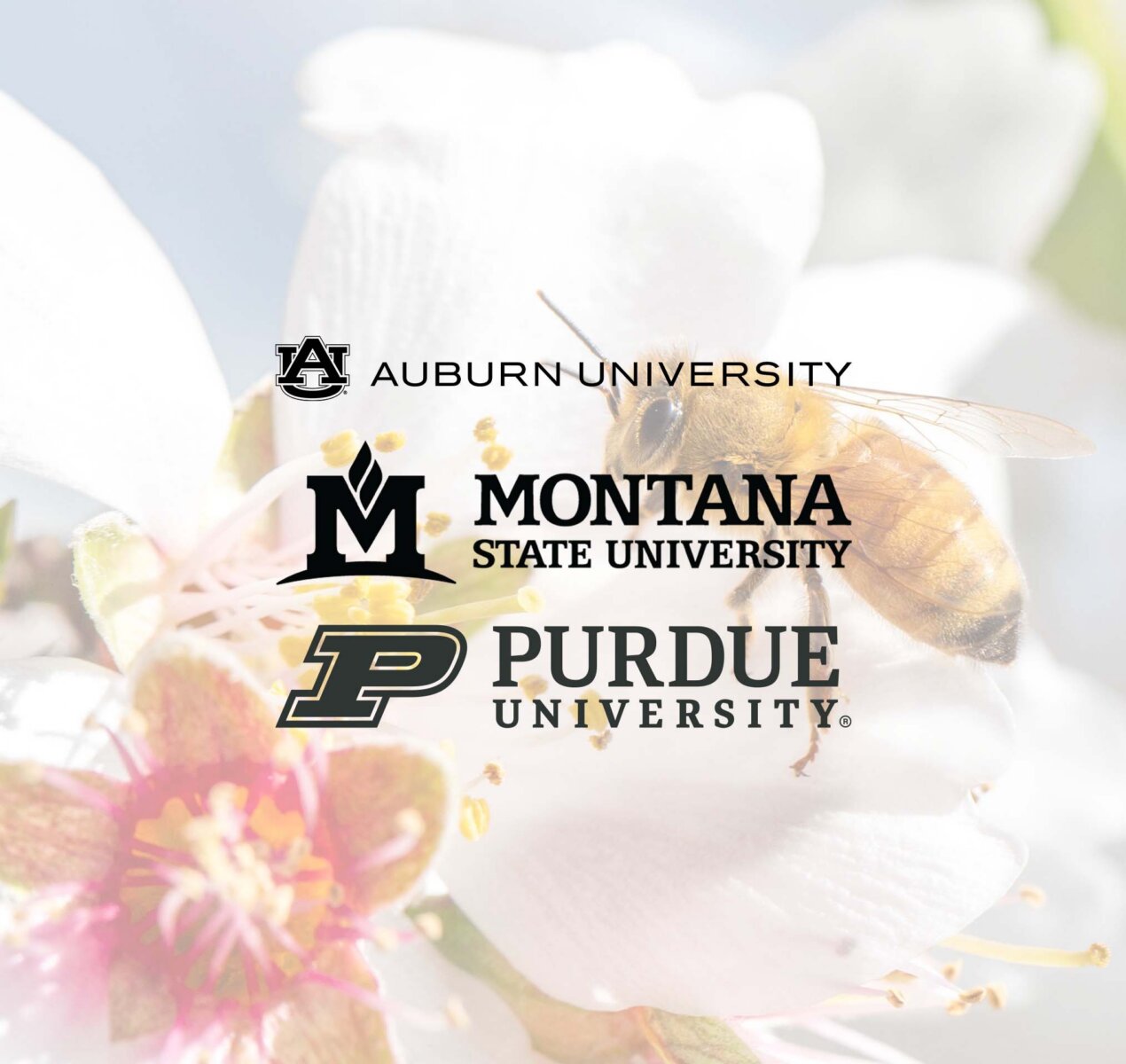 Logos of Auburn University, Montana State University, and Purdue University overlaid on an image of a honey bee on a white flower