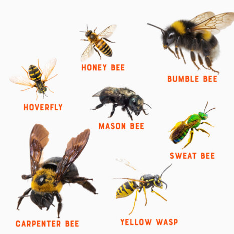 How to Spot Honey Bees and Their Sneaky Lookalikes