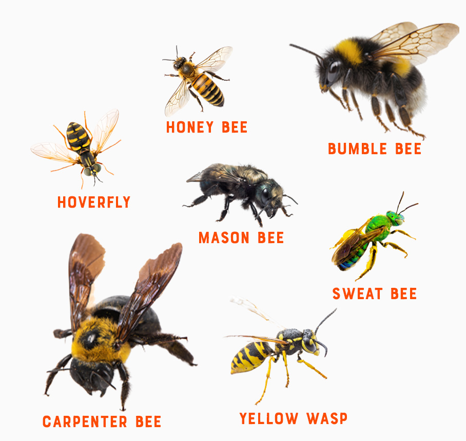 Comparison of a honey bee with a bumble bee, mason bee, sweat bee, carpenter bee, hoverfly and yellow wasp.