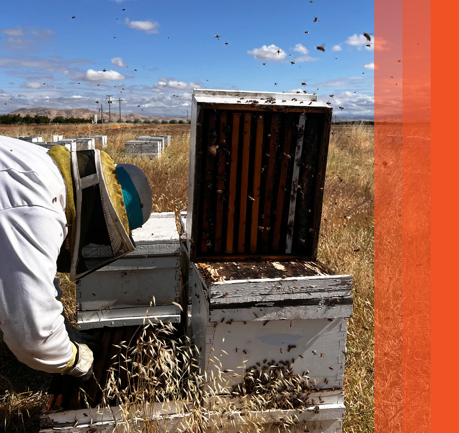 Beekeeper tending to hive boxes.
