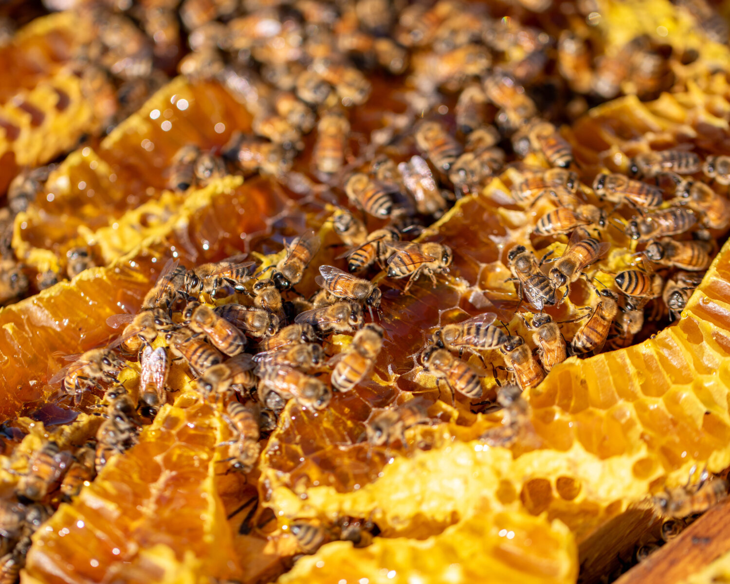 Bees working in honeycomb.