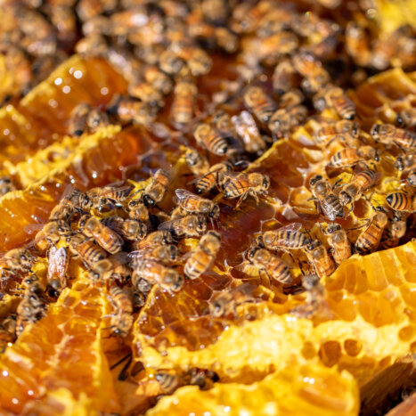 Sweet Harvest Foods’ Apiary Nate’s Hives Becomes America’s Largest Beekeeper Now Operating More Than 120,000 Honey Bee Colonies