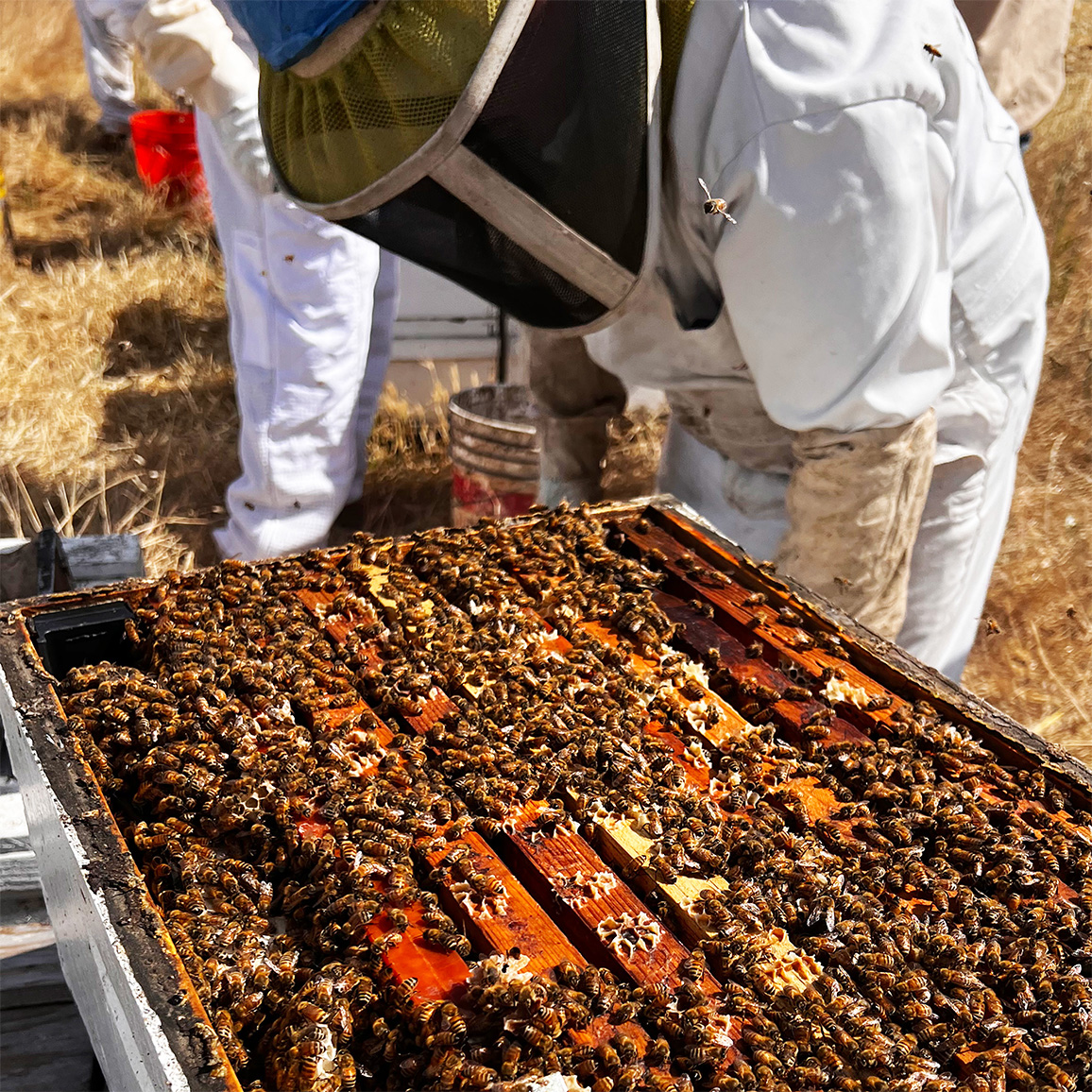 Beekeeper inspecting an open hive covered with honey bees on wooden frames.