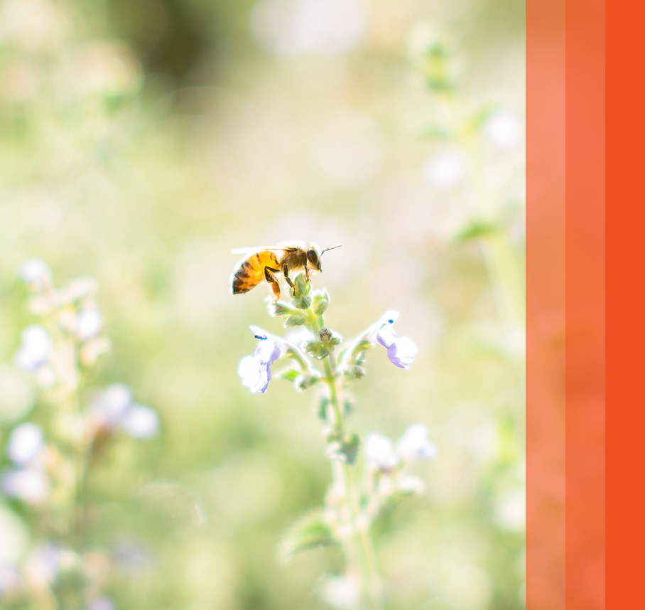 Honeybee pollinating a flower in a vibrant, sunny field.