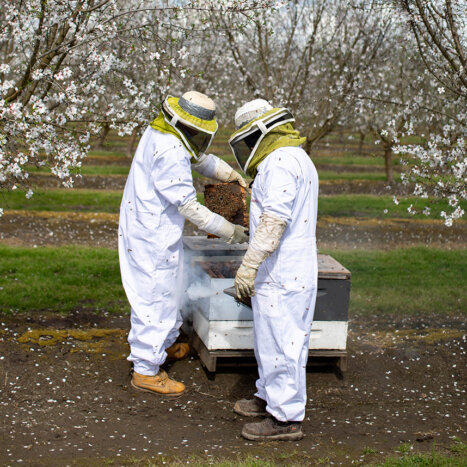 The Weather Behind the Honey Crop