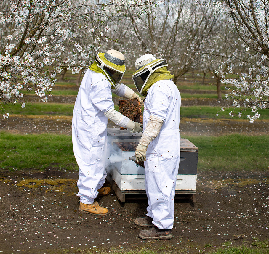 Two beekeepers inspect a honey bee frame beside hives in a blooming orchard.