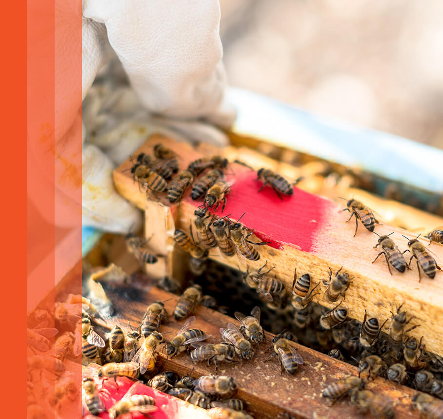 A detailed view of bees gathering nectar on a honeycomb.