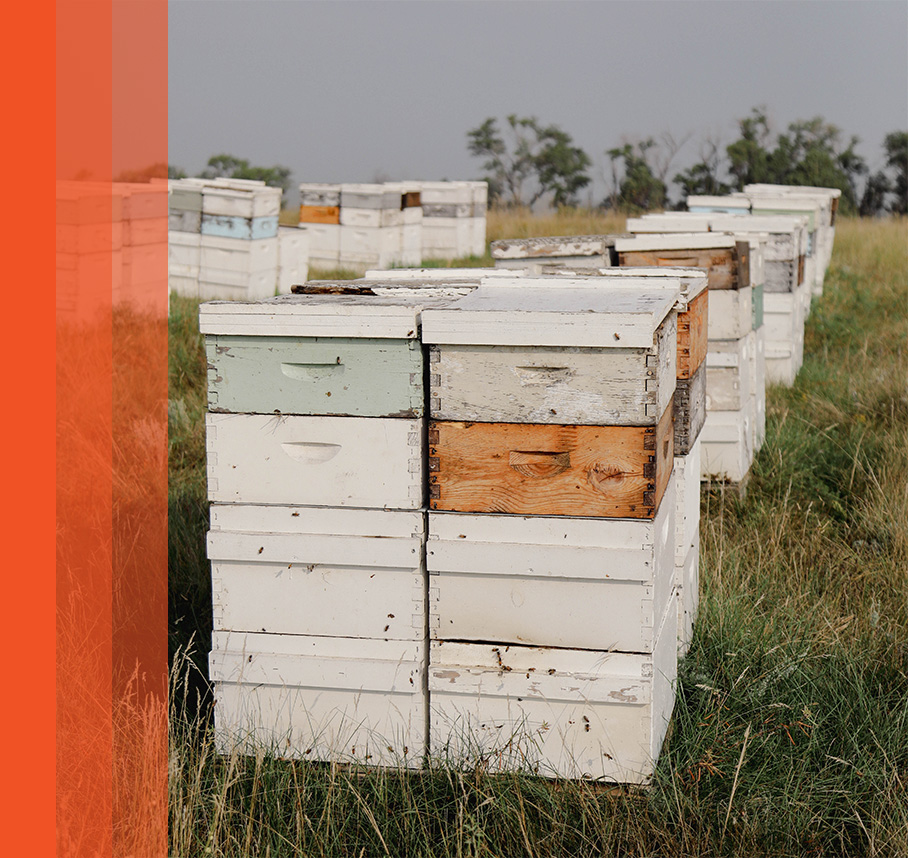 Hive Boxes in field with orange bars on left of image.