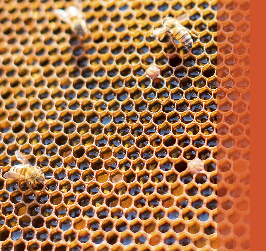 Close-up of bees on honeycomb.