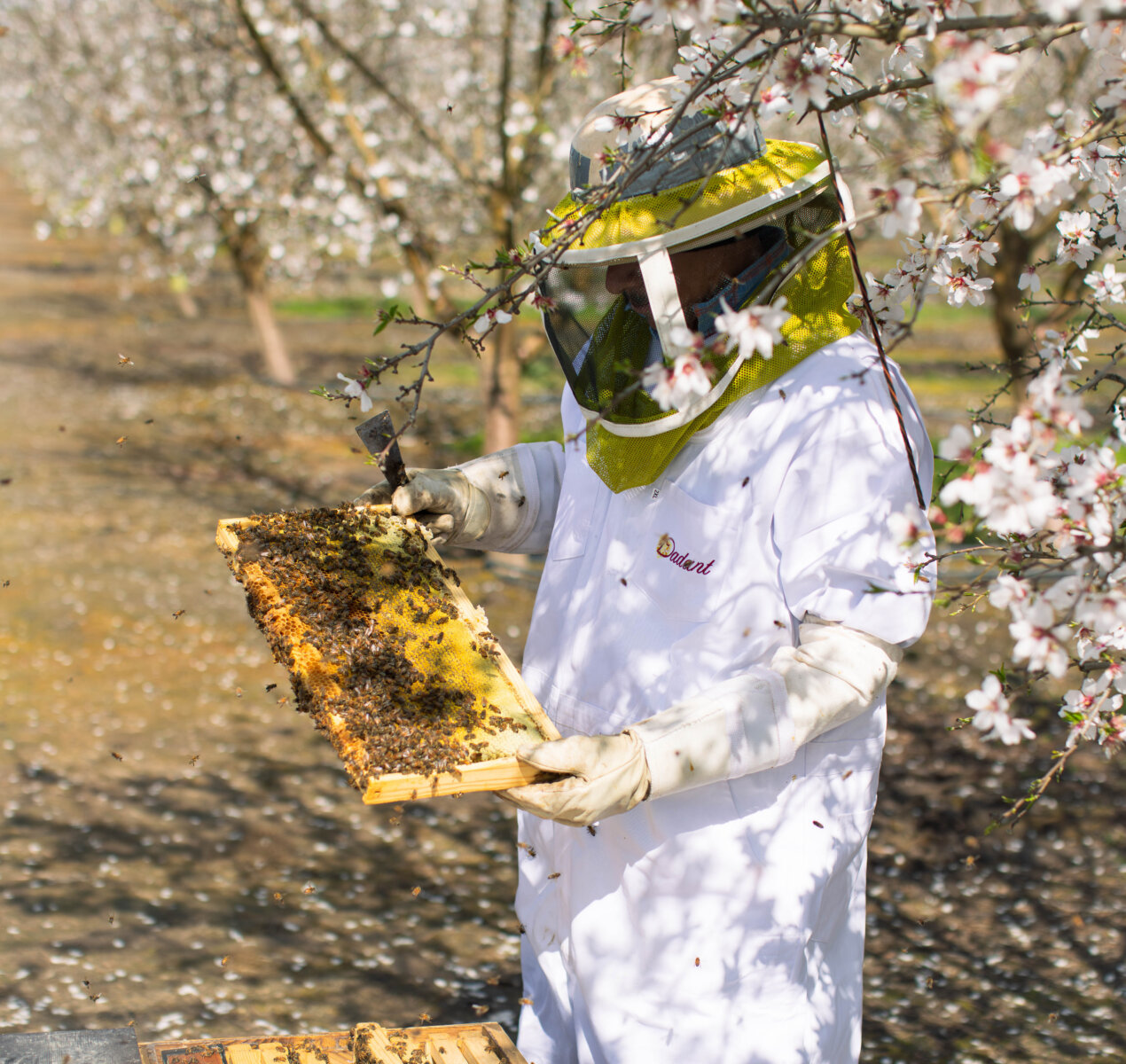 Beekeeper inspecting a honeycomb frame in a blooming almond orchard.