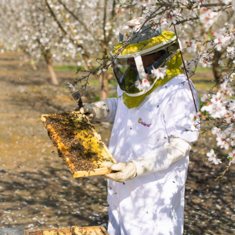 Nate’s Hives Scales Operations as Largest Almond Pollinator while Helping to Advance Honey Bee Health Research