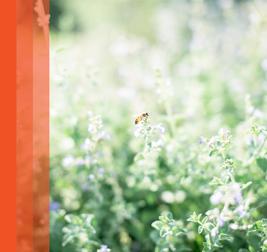 Bee flying over blooming flowers in a field.