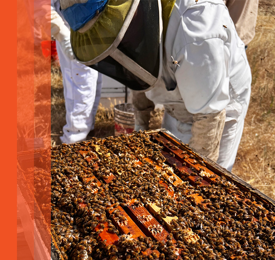 Beekeepers tending to bee hive.