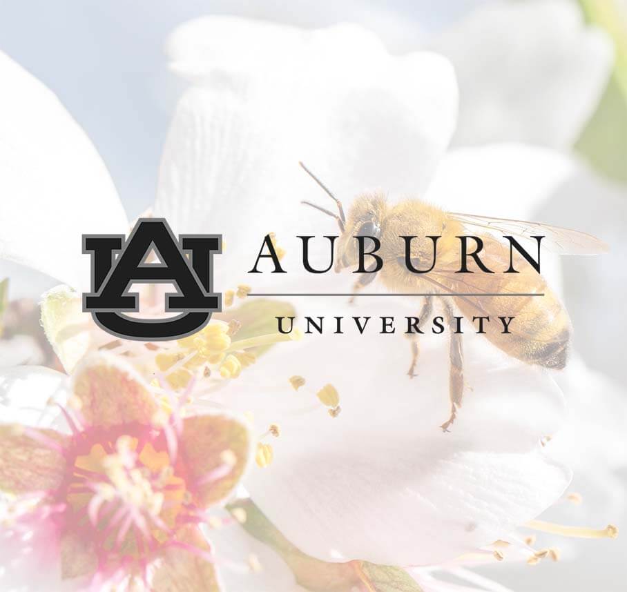 Auburn University logo over a honey bee on a white flower.