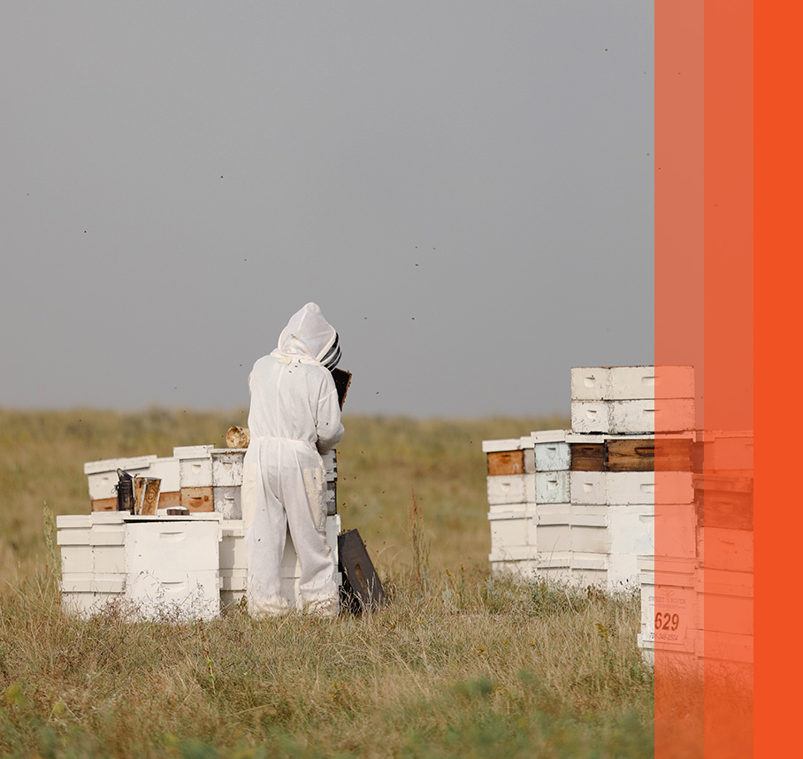 Beekeeper working with hive boxes in field.