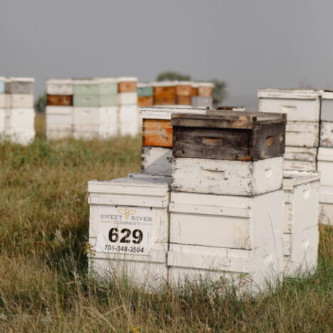 Uniting Legacy and Innovation to Protect Honey Bees and Grow the Honey Industry