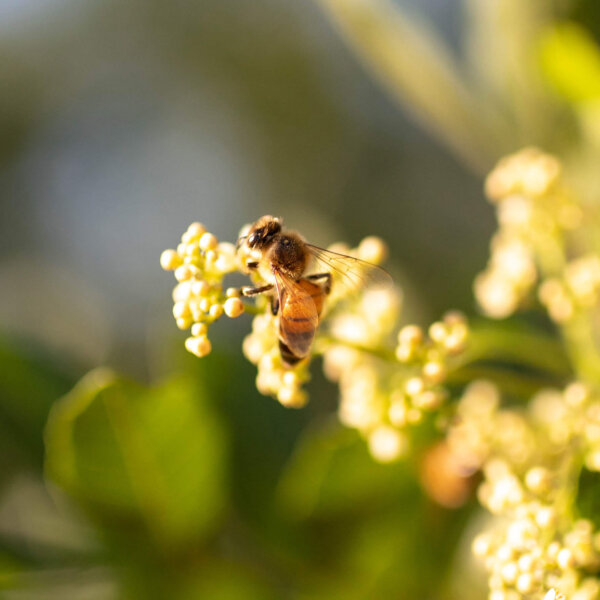 Bee pollinating a flower.