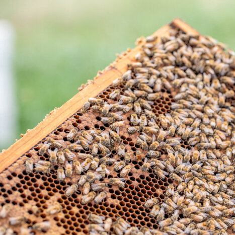 How Nature’s Design Drives Smarter Honey Production