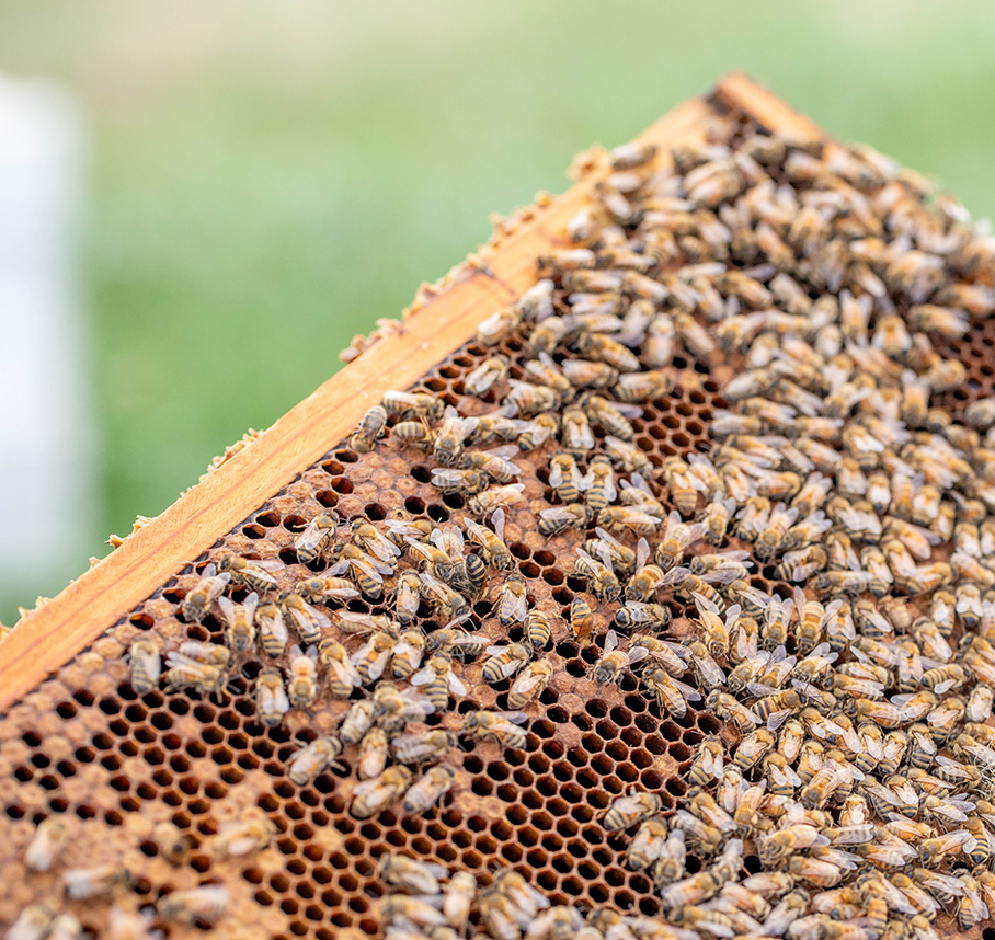 Honey bees clustered on a wooden hive frame, moving across open honeycomb cells during a hive inspection.